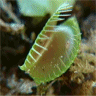 Photo d'attrape-mouches - Dionaea muscipula