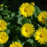 Photo de doronic du Caucase - Doronicum cordatum