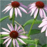 Image de fleurs d'�chinac�e pourpre