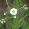 Photo de vergerette annuelle - Erigeron annuus