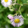 Photo de fleurs de vergerette de Philadelphie - Erigeron philadelphicus