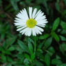 Photo de vergerettes - Erigeron
