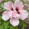 image de fleur hibiscus syriacus hamabo