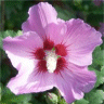 Photo de fleur hibiscus syriacus satin violet