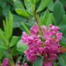 Photo de laurier des moutons - Kalmia angustifolia