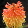Photo de tison de satan - Kniphofia uvaria
