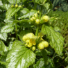Photo de fleurs de lamier panach�e ou ortie jaune - Lamium galeobdolon