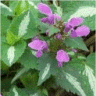 Photo de fleurs de lamier t�chet�