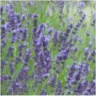 Photo de fleurs de lavande angustifolia munstead