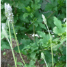 Photo de lavande espagnole - Lavandula dentata