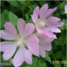 Photo de la fleur de lavat�re barsley