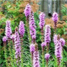 Photo de fleurs de liatride � �pis