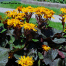 Photo de Ligulaire dent�e - Ligularia dentata