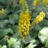 Photo de Ligulaire � �pis - Ligularia stenocephala