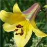 Photo d'une fleur de lis � fleurs en trompette
