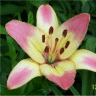 Photo de la fleur lis corrida