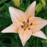 Image de la fleur d'un lis peach pixie
