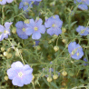 Photo de lin vivace - Linum perenne