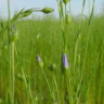 Photo de lin textile - Linum usitatissimum
