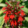 Photo de fleurs de lob�lie du Cardinal - Lobelia cardinalis