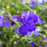 Photo de fleurs de lob�lie naine - Lobelia erinus