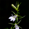 Photo de lob�lie gonfl�e - Lobelia inflata