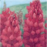 Photo de fleurs de lupins