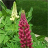Photo d'une fleur de lupin russell