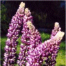 Image de fleurs de lupins hybride