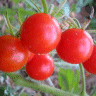 Photo de tomate cerise - Lycopersicon esculentum cerasiforme