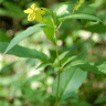 Photo d'une lysimaque cili�e - Lysimachia ciliata