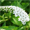 Photo d'une fleur de lysimaque blanc (alba)