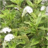 Photo d'une fleur de lysimaque a feuilles de chl�tra