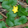 Photo de lysimaque nummulaire - Lysimachia nummularia