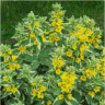 Photo d'une fleur de lysimaque ponctu�e - Lysimachia
