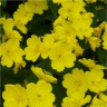 Photo de la fleur d'onagre de young