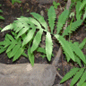 Photo d'onocl�e sensible - Onoclea sensibilis