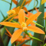 Photo de fleur d'orchid�e laelia