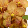 Photo de la fleur d'orchid�e phalaenopsis