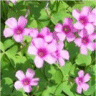 Photo des fleurs de tr�fle rose