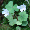 Photo de fleurs d'oxalide de montagne - Oxalis montana