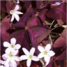 Photo de fleurs de tr�fle pourpre