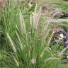 Photo du feuillage de pennisetum