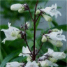 Photo des fleurs du penstemon blanc (alba)