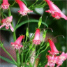 Photo des fleurs du penstemon ruby