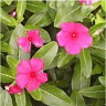 Photo de fleurs de petite pervenche - Vinca