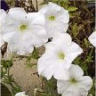 Photo de la fleur de p�tunia recoverer