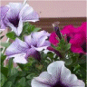 Photo de fleurs de p�tunia surfina