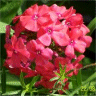 Photo des fleurs de phlox macul� corail
