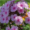 Image de la fleur de phlox panicul� omega otley